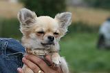 ADULTE ET CHIEN 318